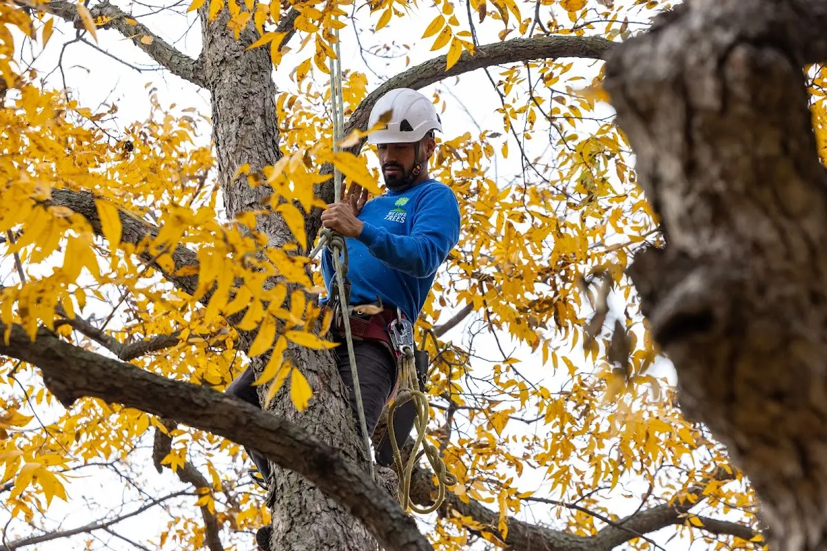 Skilled Tree Pruning crew working in Hartwick